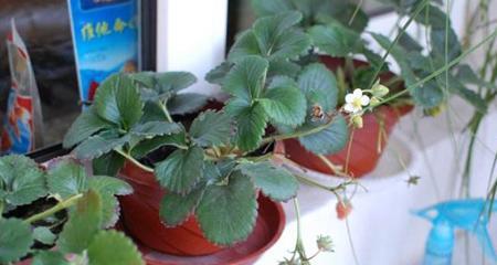 草莓什么季节种植（草莓种植方法与时间）