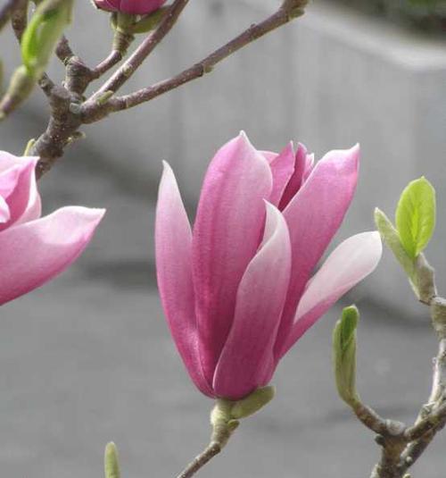 冬天盛开的花都有什么花（盘点十种冬天开花的植物）