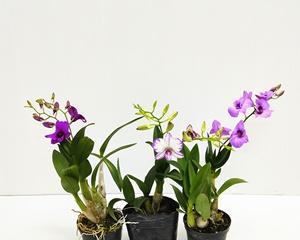 石斛兰花怎么养殖（家庭盆栽石斛种植方法）