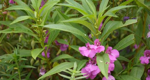 凤仙花如何养活（凤仙花的栽培技术要点）