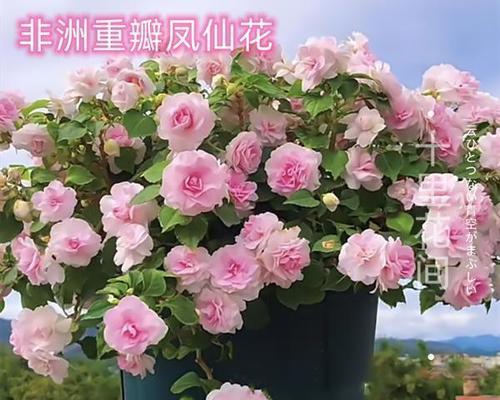 凤仙花如何养活（凤仙花的栽培技术要点）