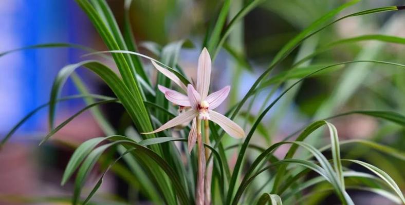 兰花是什么季节开的（有关兰花的花期时间）