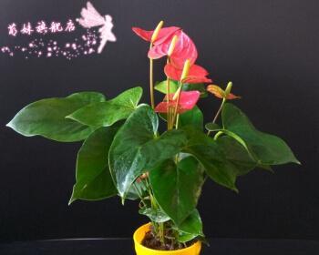 红掌花怎样养好（盆栽红掌花的养护技巧）