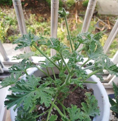 驱蚊的植物有哪些（驱蚊虫的植物排名）