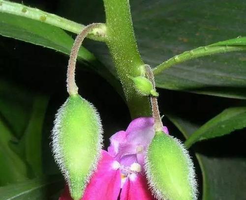 植物是怎么传播种子的（盘点10种植物的传播方式）