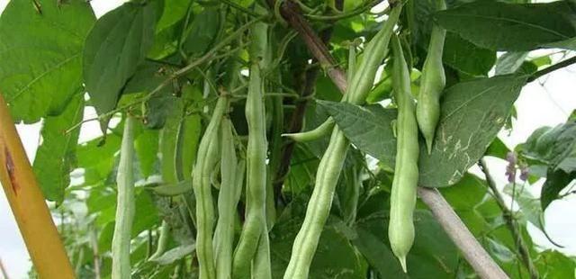 芸豆怎样种植才能高产（芸豆种植方法和步骤）