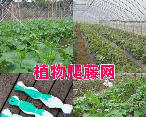 芸豆怎样种植才能高产（芸豆种植方法和步骤）