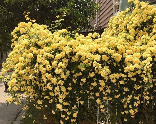 木香花和蔷薇花的区别是什么（描述木香花和蔷薇花的不同点）