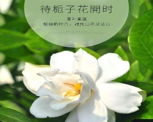 家里养什么花（适合家养的花卉大全）