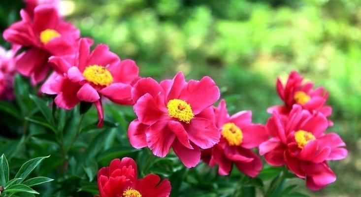 芍药花栽培技术与管理（打造美丽花园的关键——芍药的种植与管理）