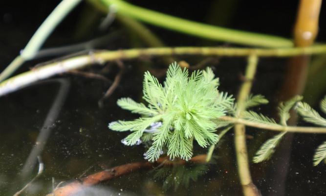 狐尾藻的种植方法与时间（掌握狐尾藻的种植技巧）