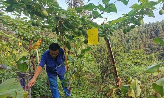 罗汉果怎么种植才高产（罗汉果的种植方法与技巧）