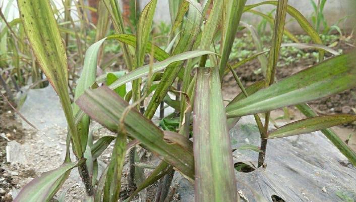 甘蔗什么时候种植（甘蔗种植技术与管理）