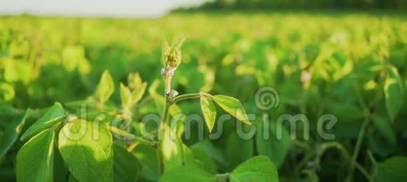 大豆怎么种植才高产（大豆的种植技术与管理）