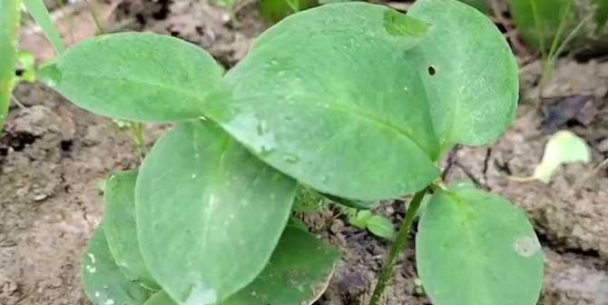 半夏怎么种植才能高产（详解半夏的种植技术和栽培管理）