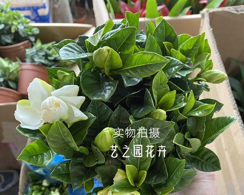 栀子花怎样修剪（栀子花修剪方法图解）