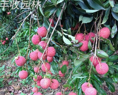 荔枝怎么种植才会活（荔枝树种植方法与技巧）