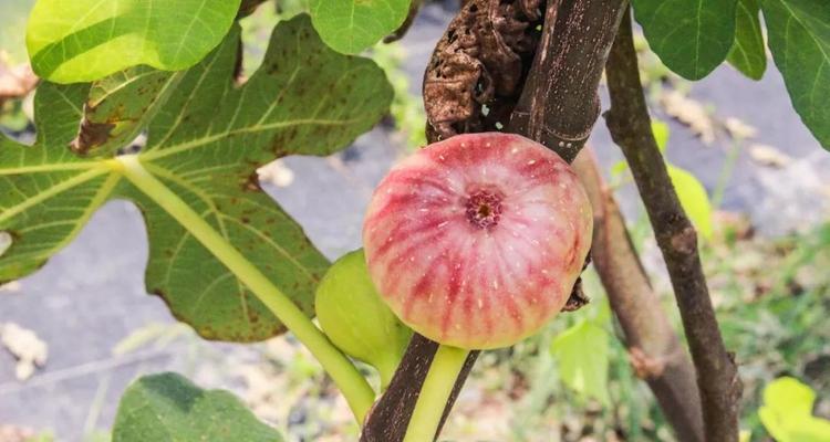 无花果用什么土种植（无花果树种植方法与技术）