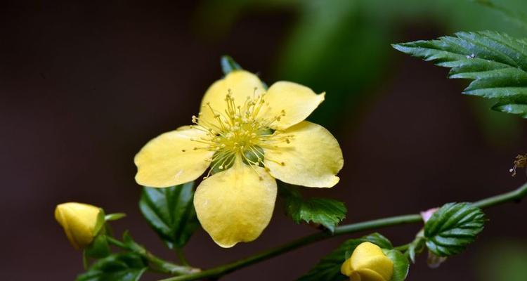 棣棠花一年开几次花（棣棠花的养殖方法和注意事项）