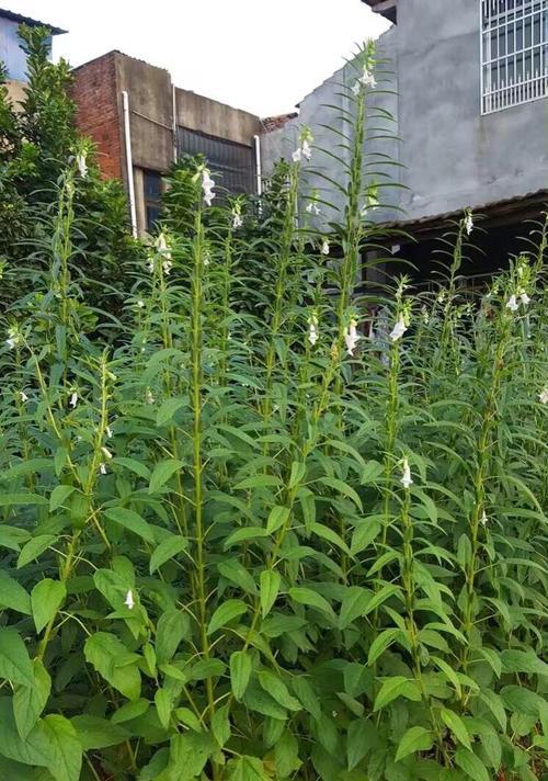 怎样种芝麻才能高产（芝麻高产栽培技术要点）