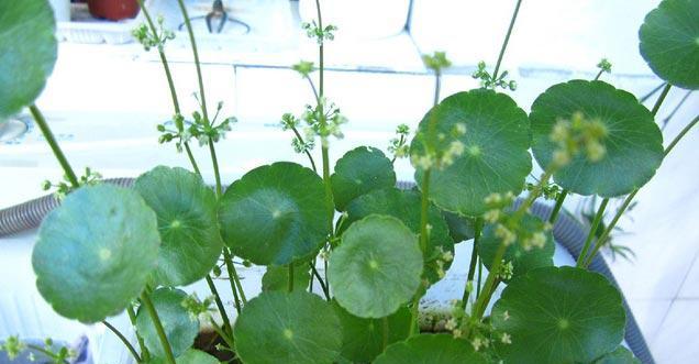 金钱草怎样种植（金钱草栽培技术要点）