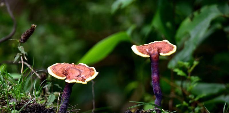 灵芝种子怎么培育（灵芝种植技术与管理）