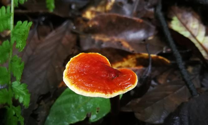 灵芝种子怎么培育（灵芝种植技术与管理）