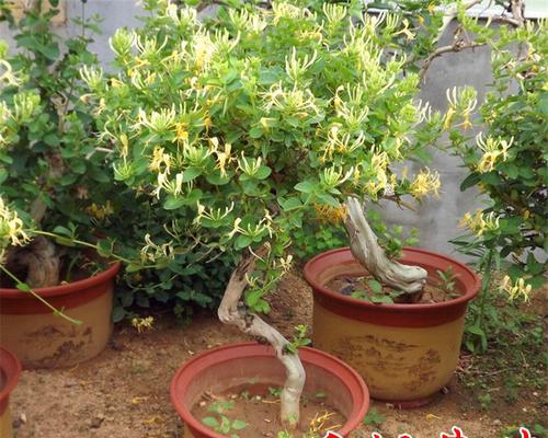 金银花怎么种植盆栽（有关金银花栽培技术）