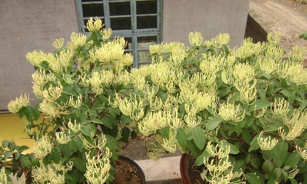 金银花怎么种植盆栽（有关金银花栽培技术）