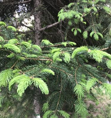 马尾松树苗种植方法（从选苗到栽培）