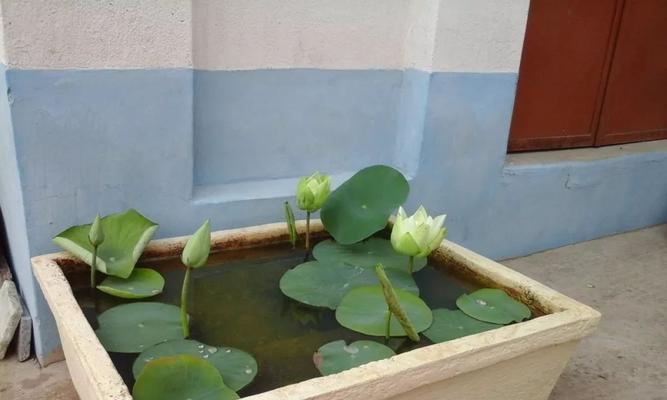 水缸里如何种植睡莲（睡莲种植方法讲解）