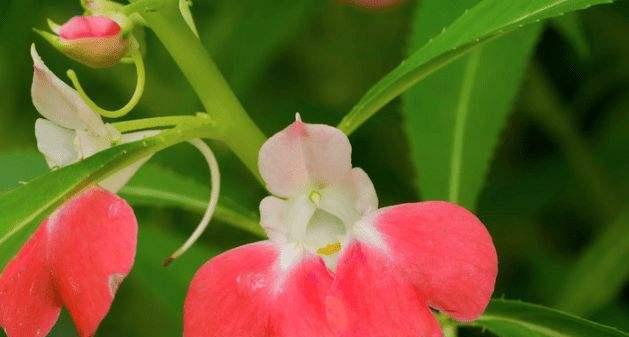 植物怎么传播种子（盘点10种植物的传播方式）