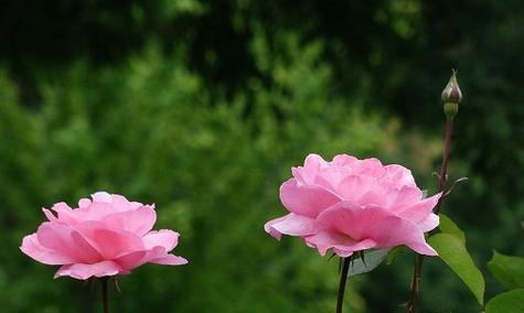 月季花什么时候开放（月季花花期简单介绍）