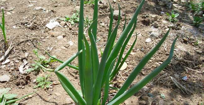 小葱用什么肥料长得粗（小葱种植方法和时间）