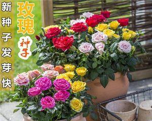 玫瑰花生长周期多长（玫瑰花生长过程简介）