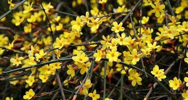 迎春花在什么时候开花（有关迎春花花期简介）