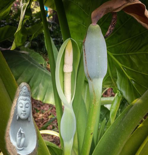 以盆景滴水观音的花语（唤醒心灵的滴水观音）