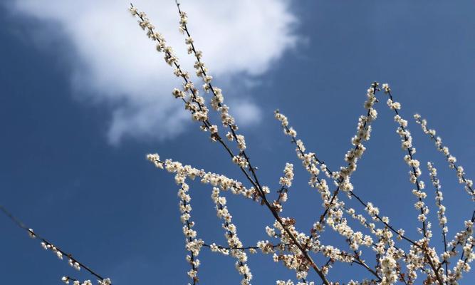 青梅花语的美丽与深意（青梅花——永恒和坚韧的象征）