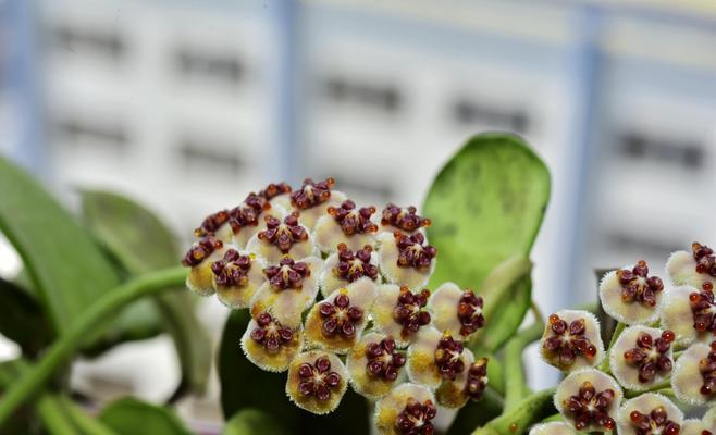 球兰花（她的花香与坚持）