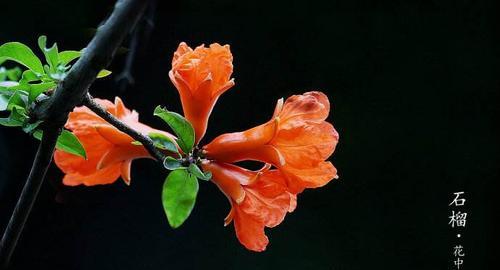 石榴花风水之福运连连（石榴花风水之吉祥象征与使用技巧）