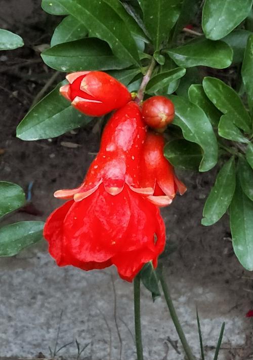 石榴花开，传说故事解锁花语之谜（揭开石榴花语的奥秘）