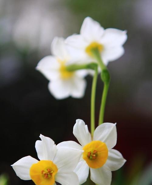 水仙梅花之寓意与美丽（探索水仙梅花的象征意义与美学价值）