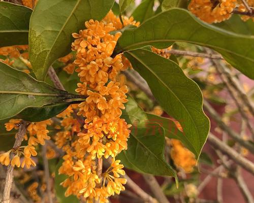 四季桂花的花语（四季桂花）