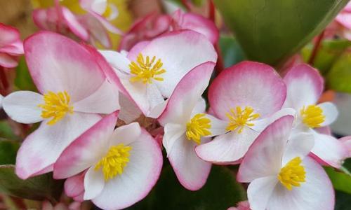 四季海棠花语（四季海棠花的花语与寓意解读）