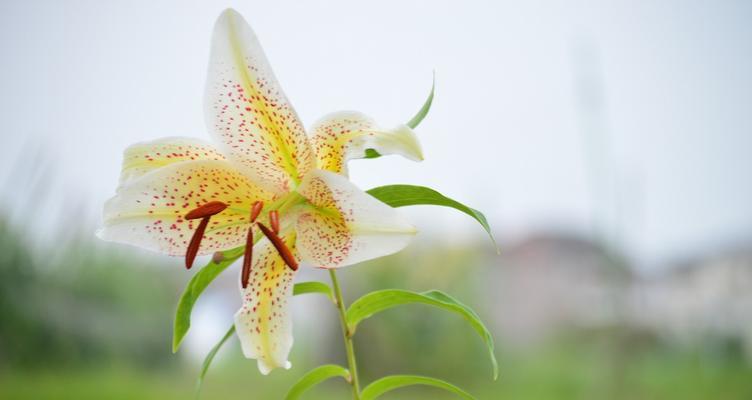 梯伯百合花语的美丽与含义（揭秘梯伯百合花语的神秘力量）