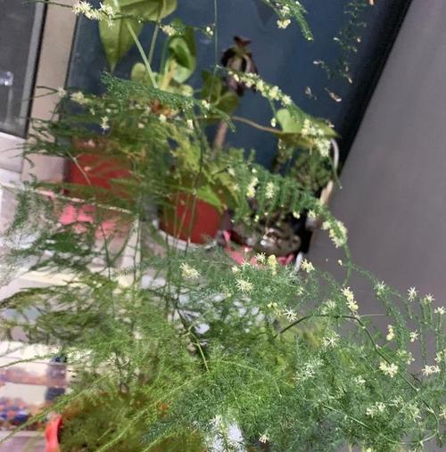 以文竹为象征意义的植物之美（品味文竹的优雅与坚韧）