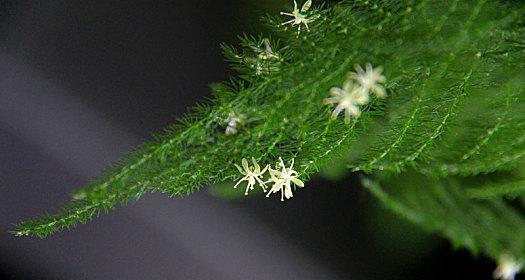 文竹开花（探索文竹开花的奥秘与象征意义）