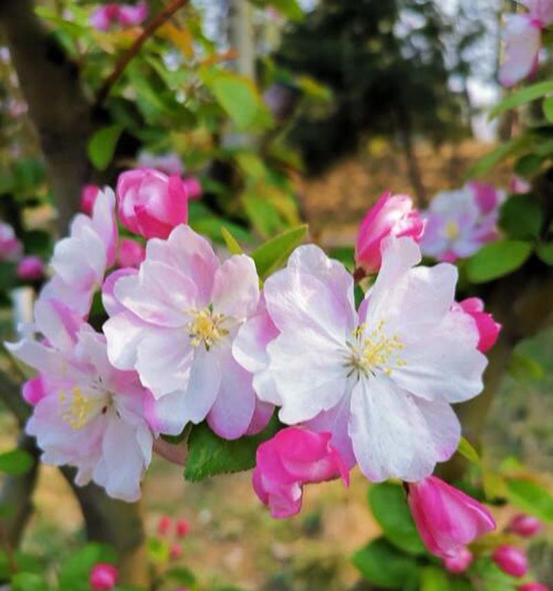 西府海棠的花语——呈现生命之美（揭示西府海棠的神秘内涵与美丽）