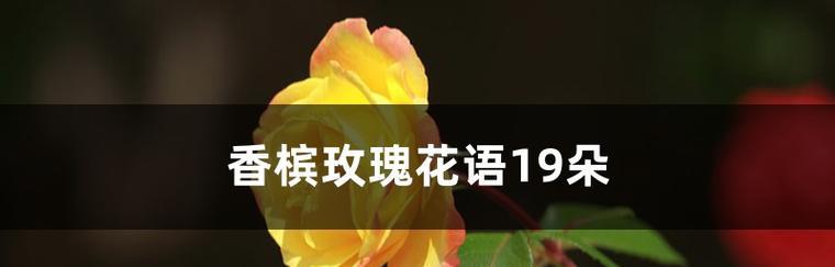 浪漫之语——玫瑰花的花语（传递爱意的19朵玫瑰）