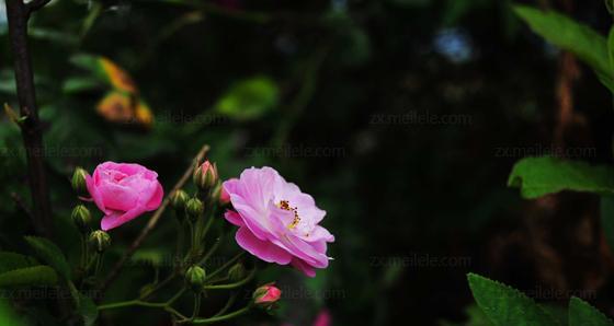 澳洲野蔷薇花语（探寻澳洲野蔷薇的美丽花语）